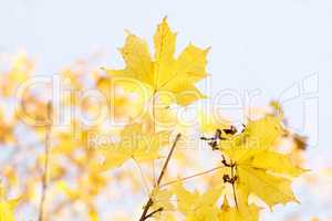 Golden autumn leaves and aqua sky