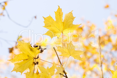 Goldene Blätter im Herbst