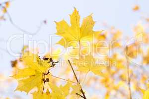 Goldene Blätter im Herbst