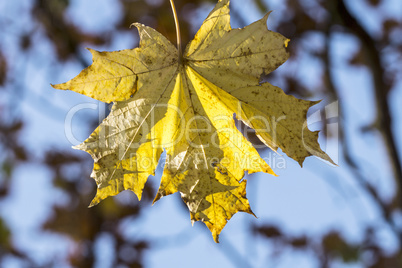 Golden autumn leaves and aqua sky