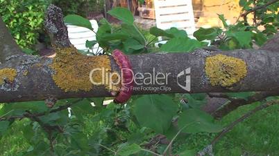 the bark of the tree creeps a large caterpillar