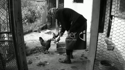 the woman feeds chicken from hands in a hen house