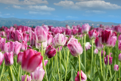 spring tulip flower