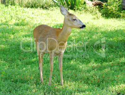 deer doe standing in forest