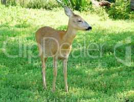 deer doe standing in forest