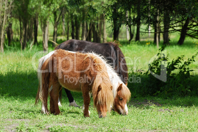 pony horses in pasture