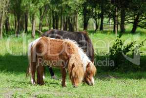 pony horses in pasture