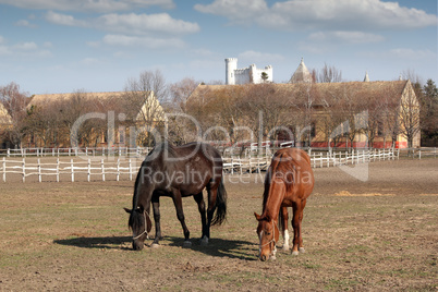 stable with corral and horses