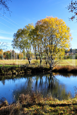 Teich und Baum