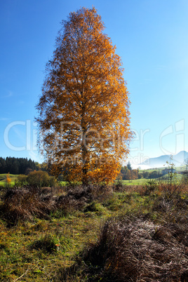 Birke im Herbst