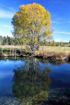 Teich und Baum