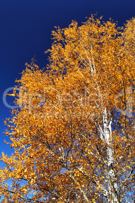 Birke im Herbst