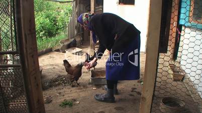 the woman feeds chicken from hands and talks to it