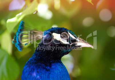 peacock peacock