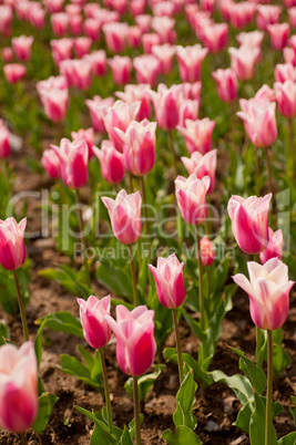 colorful tulips field