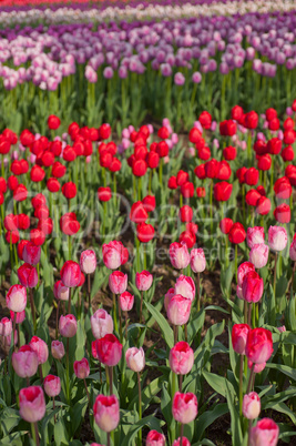 colorful tulips field