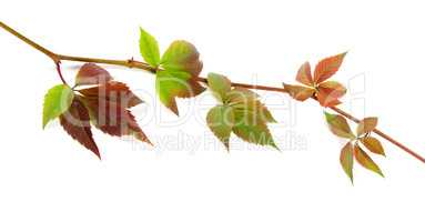 Multicolor twig of grapes leaves on white