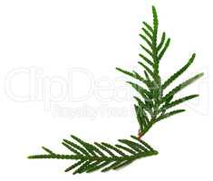 Green twigs of thuja on white background