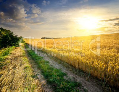 Wheat under sunlight