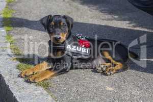 Pinscher Welpe