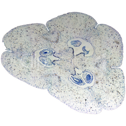 Lily ovary micrograph