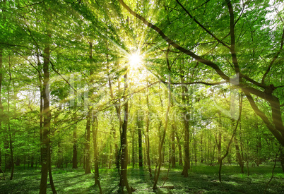 sun shining through tree branches