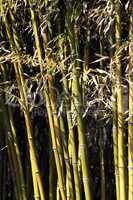 bamboo background nature scene
