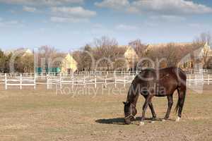 horse in corral farm scene