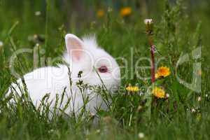 cute white dwarf bunny