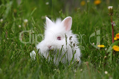 dwarf white bunny in green grass