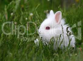 dwarf white bunny