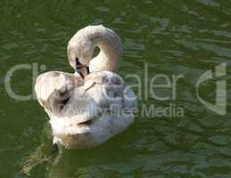 swan on green water lake