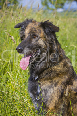 Schäferhund Mix