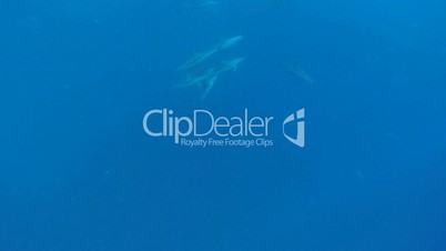 delfine schwimmen im blauen meer