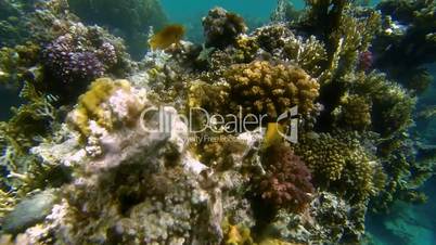 bunte korallen im klaren meerwasser