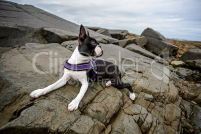 Boston Terrier