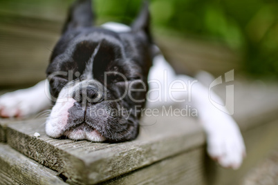 Boston Terrier