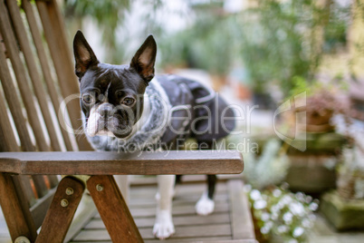 Boston Terrier