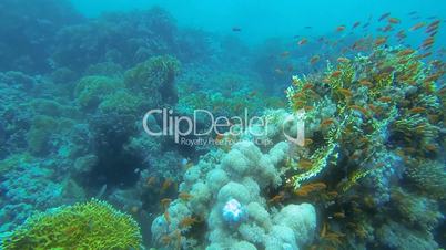 viele kleine bunte fische am korallenriff
