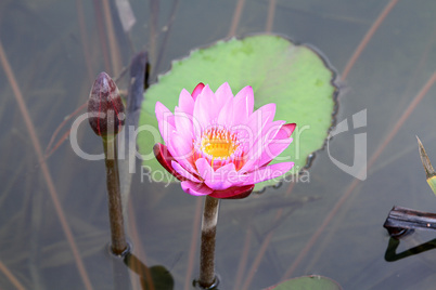 Beautiful photo of pink lotus .