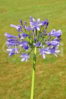 Schmucklilie (Agapanthus africanus)