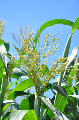 Sorghumhirse (Sorghum bicolor)