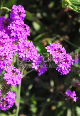 Steifes Eisenkraut (Verbena rigida)