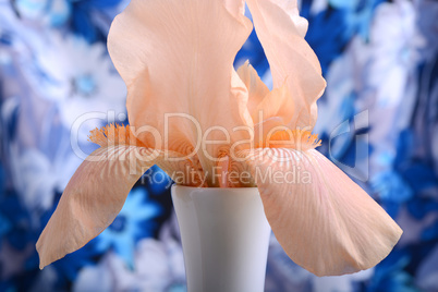 Beautiful petals of an orange flower on blue background