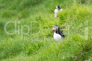 Atlantic puffin, Fratercula arctica