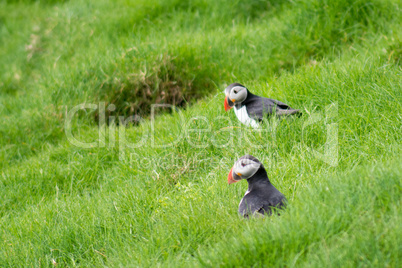 Atlantic puffin, Fratercula arctica