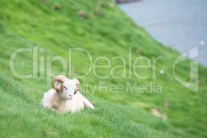 Sheep on the Faroe Islands