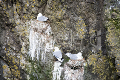 Black-legged kittiwake, Rissa tridactyla