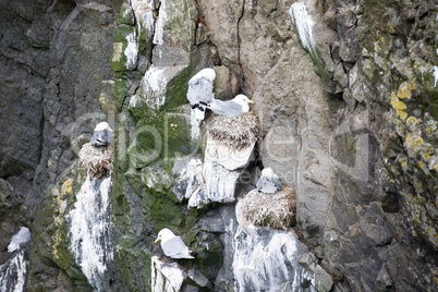 Black-legged kittiwake, Rissa tridactyla