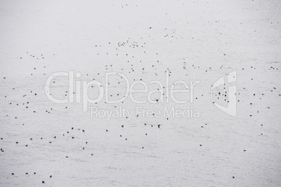 Atlantic puffin, Fratercula arctica